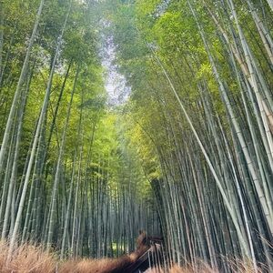 Meet your Posher, Richi